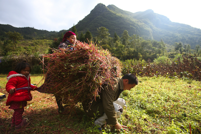 Experience northern Vietnam’s enchanting buckwheat harvest